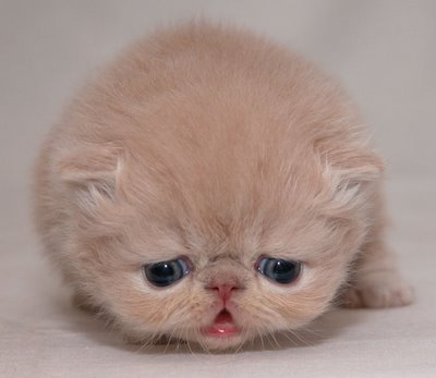 cute-sad-kitten